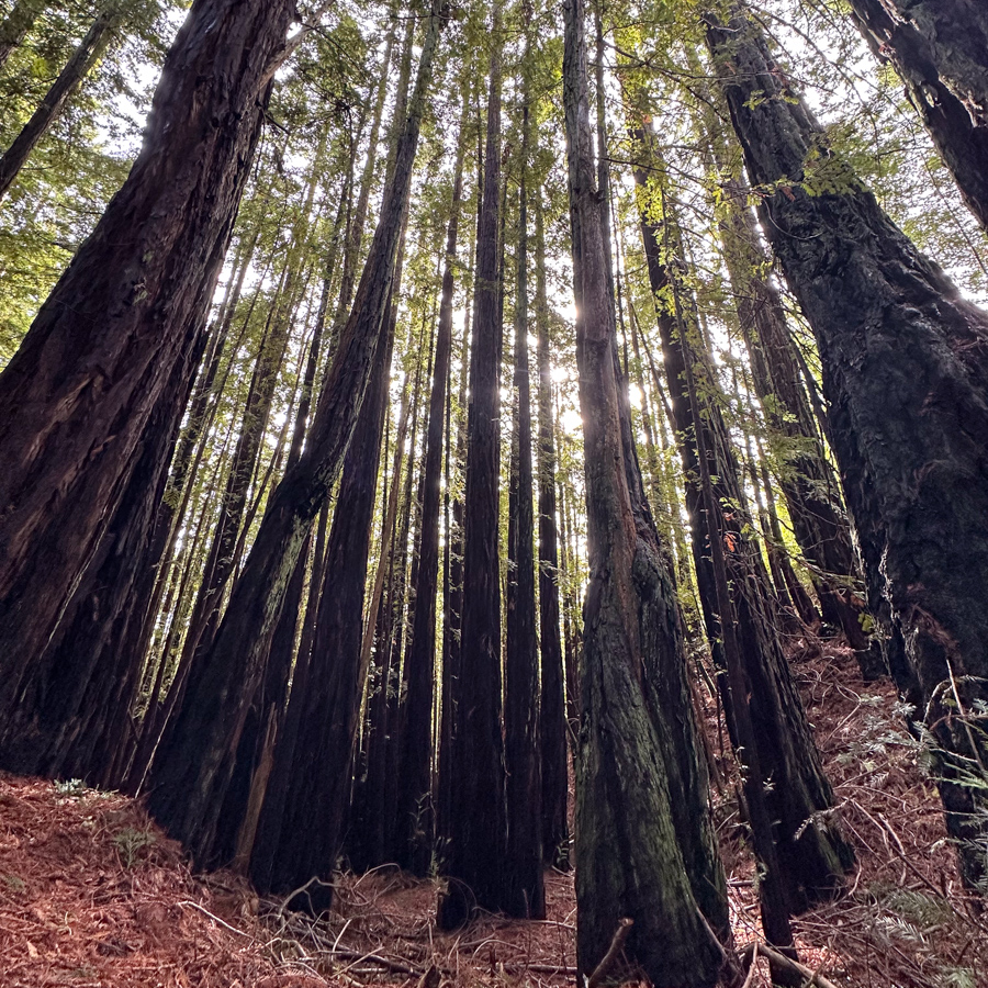 Redwoods