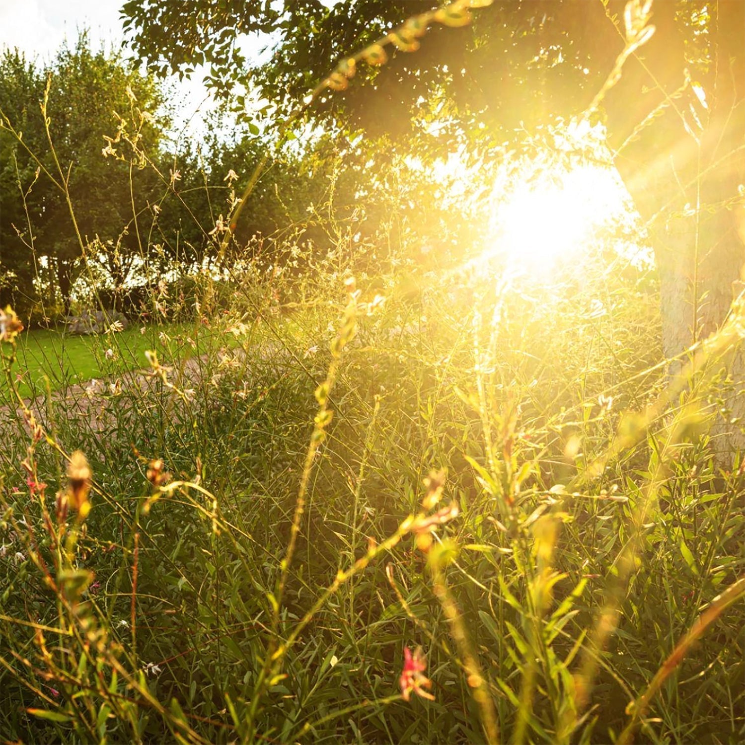 Gold, the Sun & the Story of the Summer Solstice